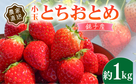 いちご とちおとめ 小玉 約 1kg (250g × 4パック) 苺 ストロベリー 果物 フルーツ ジャム ケーキ いちご大福 フルーツサンド ショートケーキ 期間限定 ふるさと納税 ふるさと納税いちご 冷蔵 strawberry 新鮮 朝摘み 朝採り 産直 産地直送 くだもの ギフト プレゼント 贈答 ichigo itigo 送料無料 千葉県 銚子市 神原いちご園 【1月~5月上旬発送】