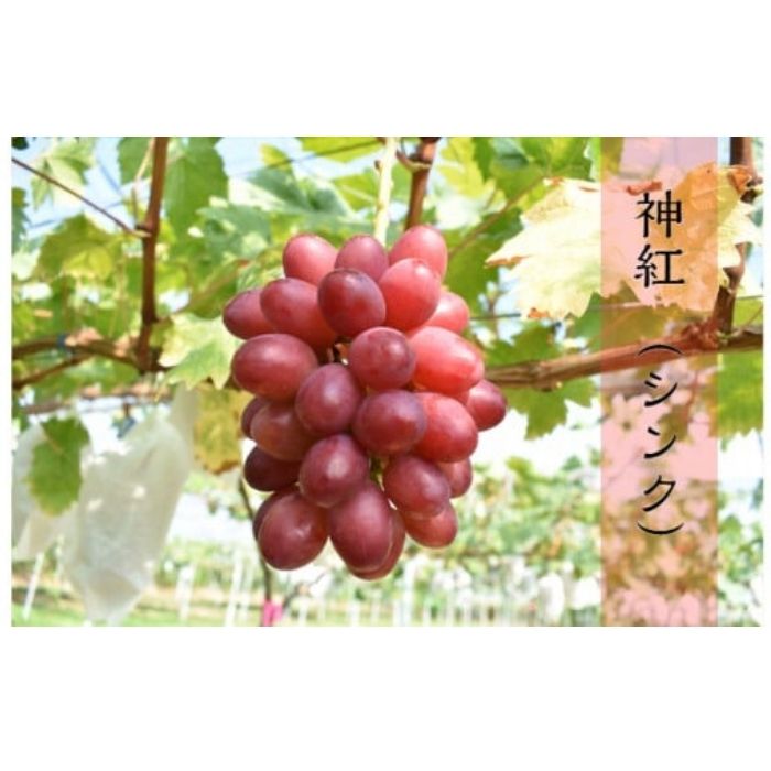 【ふるさと納税】神紅 2房【8月中旬～9月下旬発送】／ 島根県オリジナルぶどう 先行受付 数量限定 希少 ぶどう 種なし 皮ごと しんく 甘い 高糖度 先行 予約 幻のぶどう 島根県 オリジナル 品種 安来市