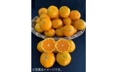 【数量限定】有田みかん青秀　約5kg（SもしくはМサイズ）※サイズ指定不可 CC09