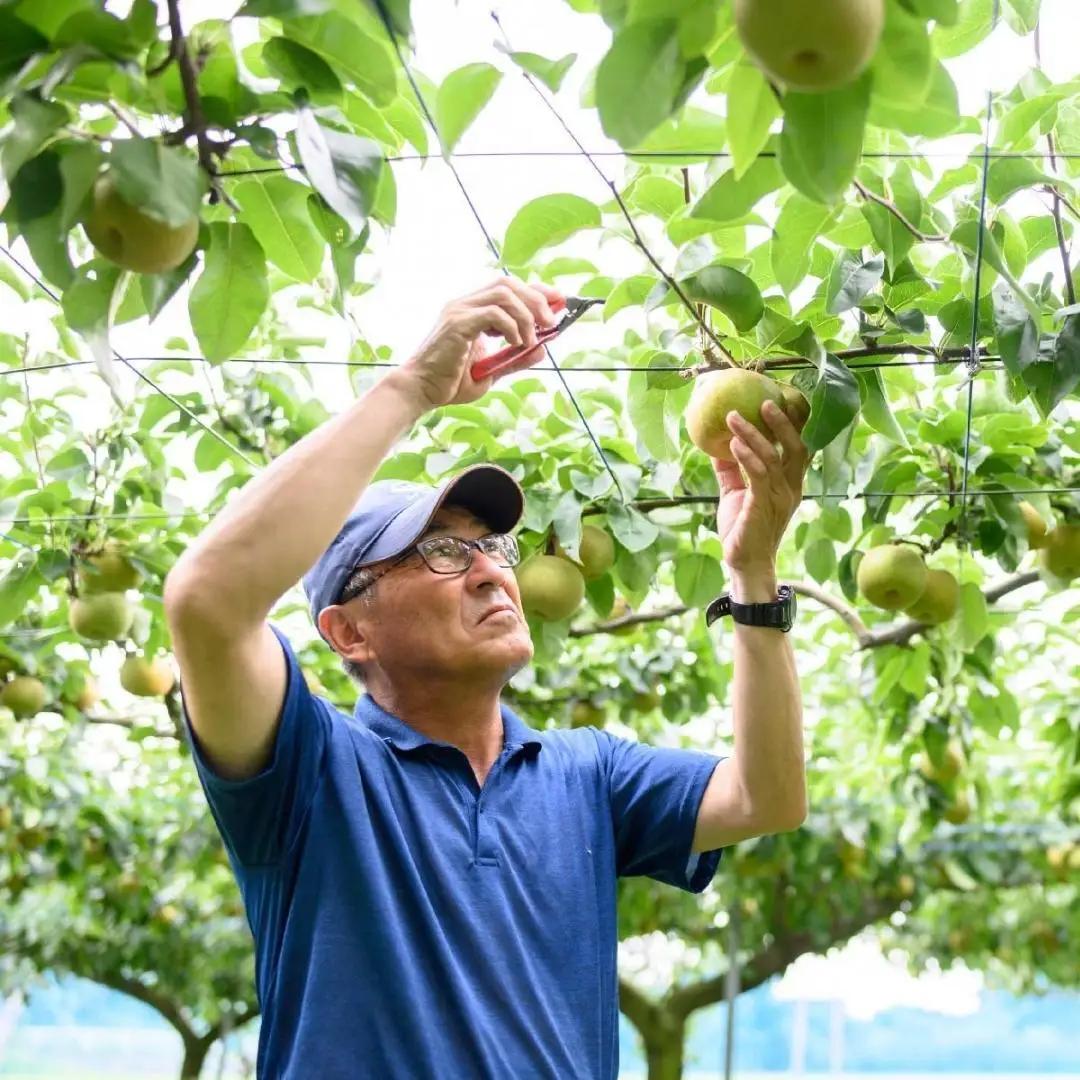 【2026年9月中旬発送開始】 茨城県産 梨 「 秋月 」 約 3kg 5玉 ～ 7玉 【茨城県共通返礼品／常陸太田市】 桧山果樹園 農家直送 桧山果樹園 農家直送 フルーツ  甘い 直送 茨城 限定