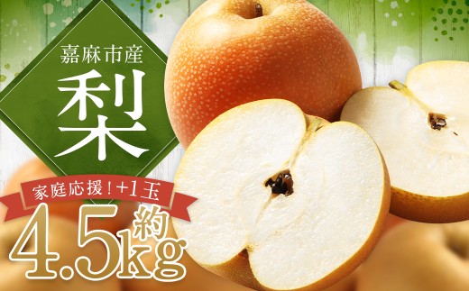 【家庭応援】 梨 4.5kg+1玉 ナシ なし 果物 くだもの フルーツ 九州産 福岡県 嘉麻市 【2026年8月上旬～12月上旬発送予定】