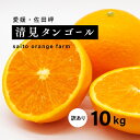 【ふるさと納税】【先行予約】Saito Orange Farmの家庭用清見タンゴール10kg ｜ 柑橘 みかん ミカン フルーツ 果物 愛媛　※離島への配送不可　※2025年3月下旬頃より順次発送予定