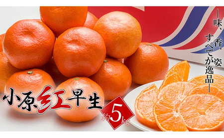 【2025年11月中旬より順次発送】【特秀品】小原紅早生 約5kg みかん みかん みかん みかん