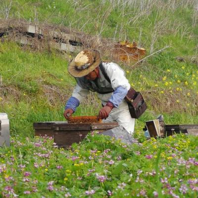 ふるさと納税 小郡市 はちみつ 国産 天然 純はちみつ 600g×2本 さくら&れんげ[No5354-0293] |  | 03