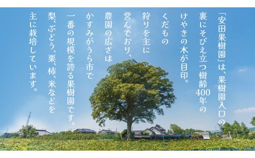 富有柿 12～16玉（茨城県共通返礼品：かすみがうら市） 【2026年11月中旬発送開始】 柿 かき 富有カキ ( 1箱 ) 果物 フルーツ くだもの カキ 富有かき 秋 旬 発送 産地直送 農家直送 産直 茨城県 [FF003sa]