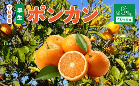先行予約 みかん 早生ポンカン 約8kg（40個前後）【2026年12月上旬から12月下旬発送予定】