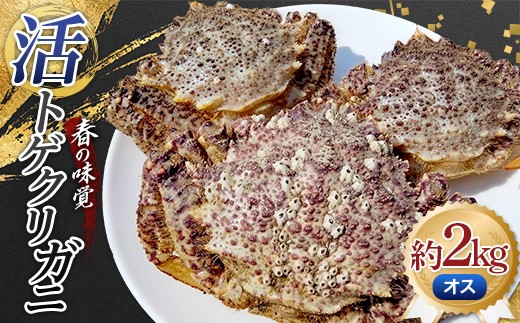 春の味覚 活トゲクリガニ(オス) 約2kg (6～10杯) 【太平丸】 漁師直送 かに カニ 蟹 海の幸 産地直送 珍味 海産物 贈り物 魚介 青森県 東北 むつ湾 平内町  F21J-326