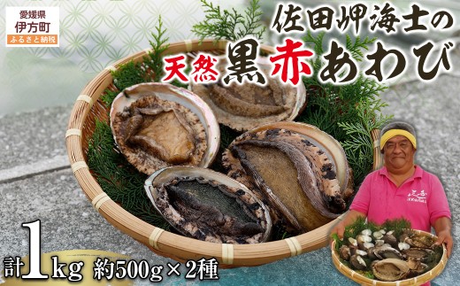 【数量限定】佐田岬海士の黒赤あわび【4/15～10/25の漁解禁日に合わせて発送】※北海道・東北地方・沖縄・離島への配送不可【 ふるさと納税 人気 おすすめ ランキング あわび アワビ 鮑 黒アワビ 黒あわび 赤アワビ 赤あわび 佐田岬 海鮮 新鮮 黒赤あわび 愛媛県 伊方町 送料無料 】 IKTJ014