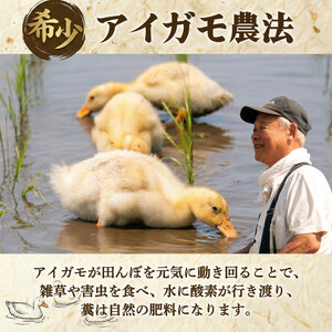 JAS認証 有機栽培コシヒカリ 玄米 10kg 合鴨農法 化学肥料なし 有機米 オーガニック JAS 有機栽培 新潟 米 コシヒカリ 新発田 米 させ農園 新潟県 新発田市 sase012