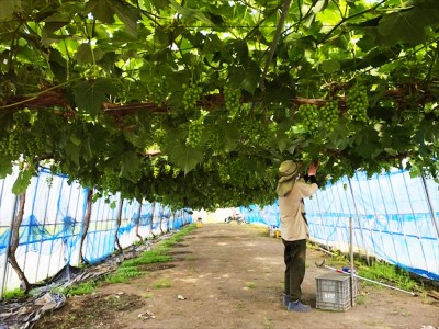 シャインマスカット 2房 (約550g以上×2房)｜糖度18度以上 種なし ぶどう フルーツ 果物 贈答 青森 つがる市 藤農園 2025年産 令和7年農福連携 [0626]