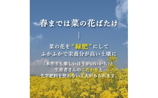 【令和8年産】 新米 きらみずき 白米 10kg 環境こだわり栽培 ひこにゃん米 有機米 魚のゆりかご水田 菜の花米 精米 米 こめ ごはん ご飯 弁当 おにぎり 菜の花 有機 令和8年 R8年 発送