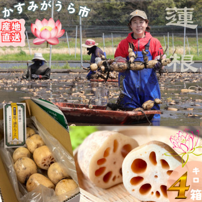 肉厚でシャキシャキの食感と甘みが特徴　　掘りたて れんこん　4Kg(4〜7本)【配送不可地域：離島】【1336120】