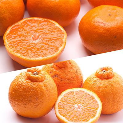 ふるさと納税 印南町 【発送月固定定期便】季節の柑橘定期便A【フルーツ定期便】【和歌山県有田】全3回 |  | 02