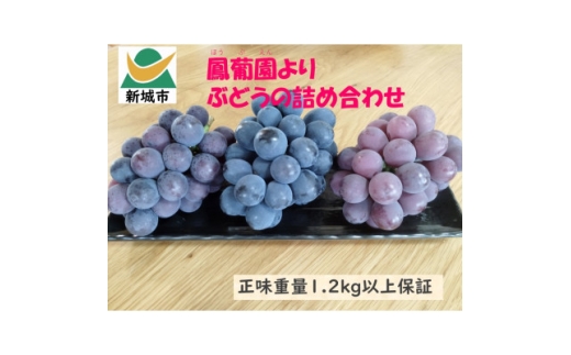 ぶどう＜8月中旬以降発送＞1.2kg以上【1704826】