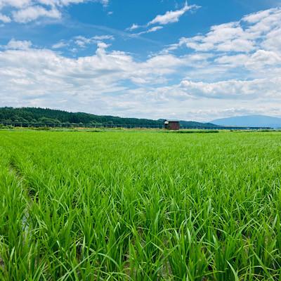 ふるさと納税 新庄市 黒澤のササニシキ(精米)3kg |  | 01
