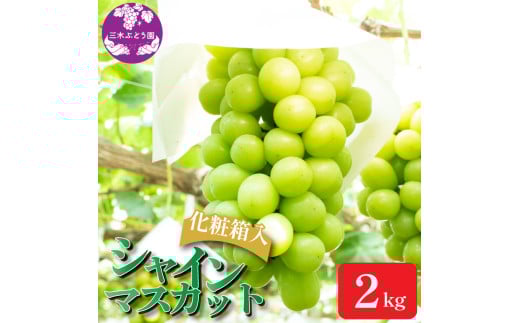 【先行予約】 シャインマスカット 約 2kg ＜出荷時期：2025年8月上旬～9月下旬頃＞ ぶどう 葡萄 マスカット フルーツ 果物 ゼリー ジュース アイス デザート スイーツ ケーキ グルメ 人気 贈答 プレゼント おすすめ 甘い 送料無料 三木ぶどう園 徳島県 阿波市 