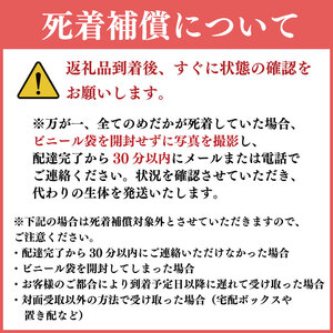 めだか 3色 ミックス 6匹 死着補償 +1匹 魚 めだか めだか