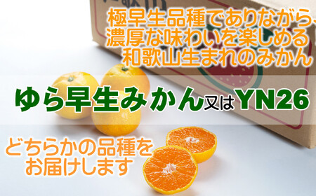 ゆら早生みかん 又は YN26(小粒3kg２S～３Sサイズ) 【2025年10月中旬より順次発送】鈴木農園より農園直送 ゆら早生みかん ２S 小粒サイズ ゆら早生みかん ２S 小粒サイズ ゆら早生みか