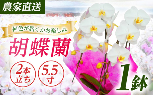 【2本立ち5.5寸】生産農家直送！ 胡蝶蘭 1鉢 洋蘭 蘭 鉢植 花 フラワー 植物 こちょうらん コチョウラン お花 生花 鉢花 鉢 ギフト プレゼント 【足柄金太郎洋蘭園】開成町 [BDAB006