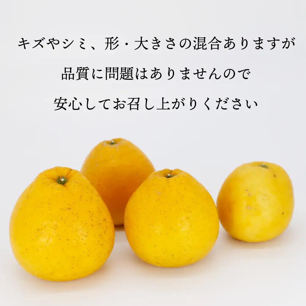 訳あり 愛南ゴールド（河内晩柑) 4.5kg サイズ（M～2L) 愛媛県 みかん 石川ファーム 