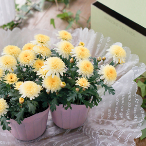 HACONAE Mini マーガレット お花 プレゼント 贈答用 お祝い ギフト 箱根洋ラン園 静岡県 三島市