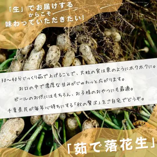 落花生　おおまさり（生） 1kg