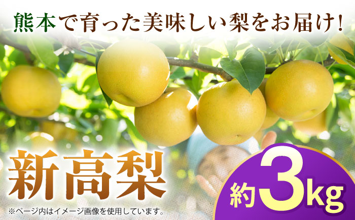 【先行予約】新高梨　約3kg 梨 ナシ フルーツ 果物 【日本フルーツ株式会社】 [ZFJ064]