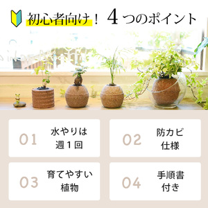 【母の日】アクアプラントポット®　玉Ｌ 植木鉢　ガジュマル（2098）
