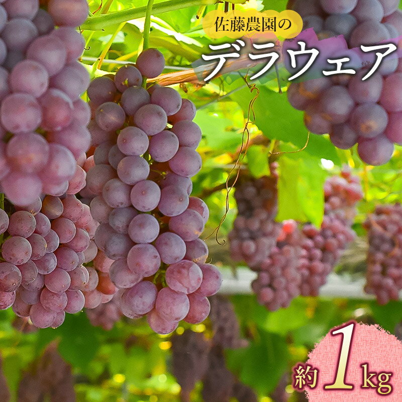 【ふるさと納税】【令和8年産先行予約】ぶどう デラウエア 約1kg　佐藤農園