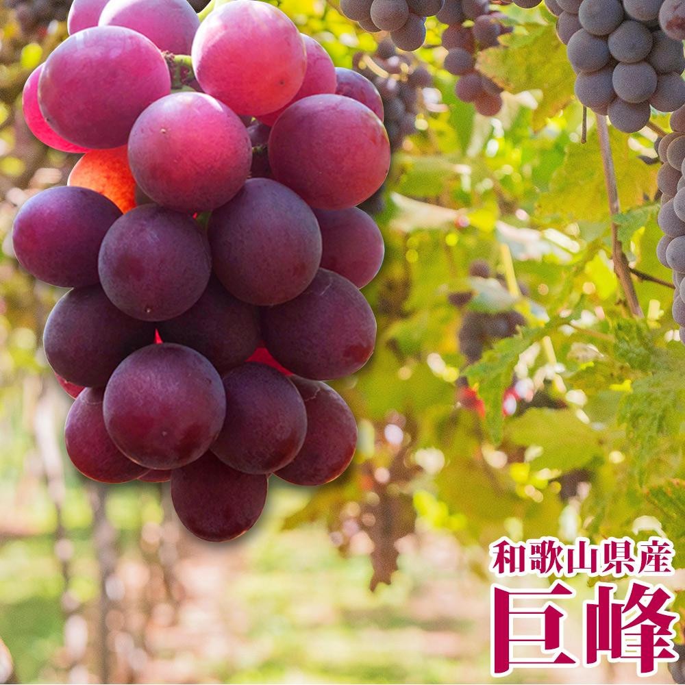 紀州有田産の巨峰ぶどう約３kg【先行予約】【2026年8月下旬以降発送予定】AN020