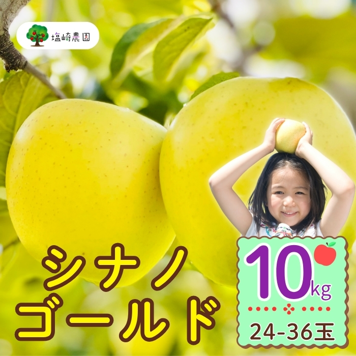 【先行予約】シナノゴールド　約10kg（24-36玉）（7-A25-3）