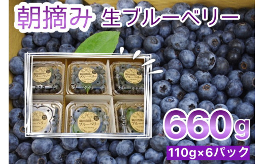 【訳あり】＜すだ農園＞栽培期間中農薬不使用 朝摘み ブルーベリー 生果実【小粒・中粒 ふぞろい】660g ｜ 旬 果実 新鮮 フルーツ ※2024年8月上旬～9月中旬頃に順次発送予定 ※北海道・沖縄・離島への発送不可