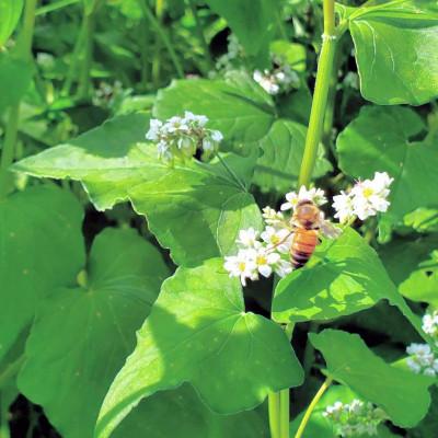 ふるさと納税 滝沢市 非加熱はちみつ　そば・春の百花(さくら)　60g×各2本 |  | 01