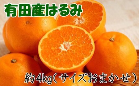 果物 フルーツ くだもの みかん / 【厳選・濃厚】紀州有田産のはるみ約4kg(2L～3Lサイズおまかせ) ※2025年1月下旬頃～2月中旬頃順次発送【tec820A】