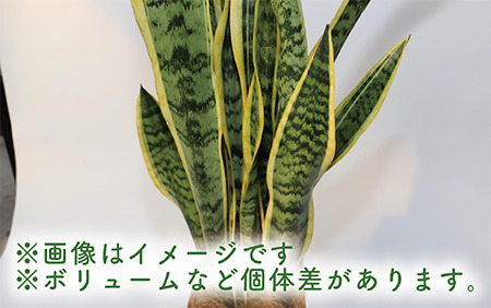 3月上旬～発送【観葉植物】サンスベリア・ローレンティー75cm～95cm(Green Base/022-1411)南国鹿児島県で育った 観葉植物！植物 鉢付 インテリア 室内 オフィス おしゃれ プレ