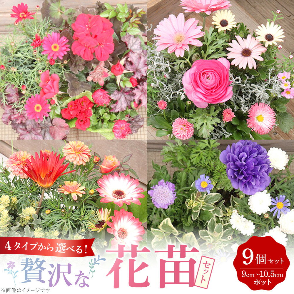 【ふるさと納税】【選べるセット】4タイプから選べる！贅沢な花苗セット