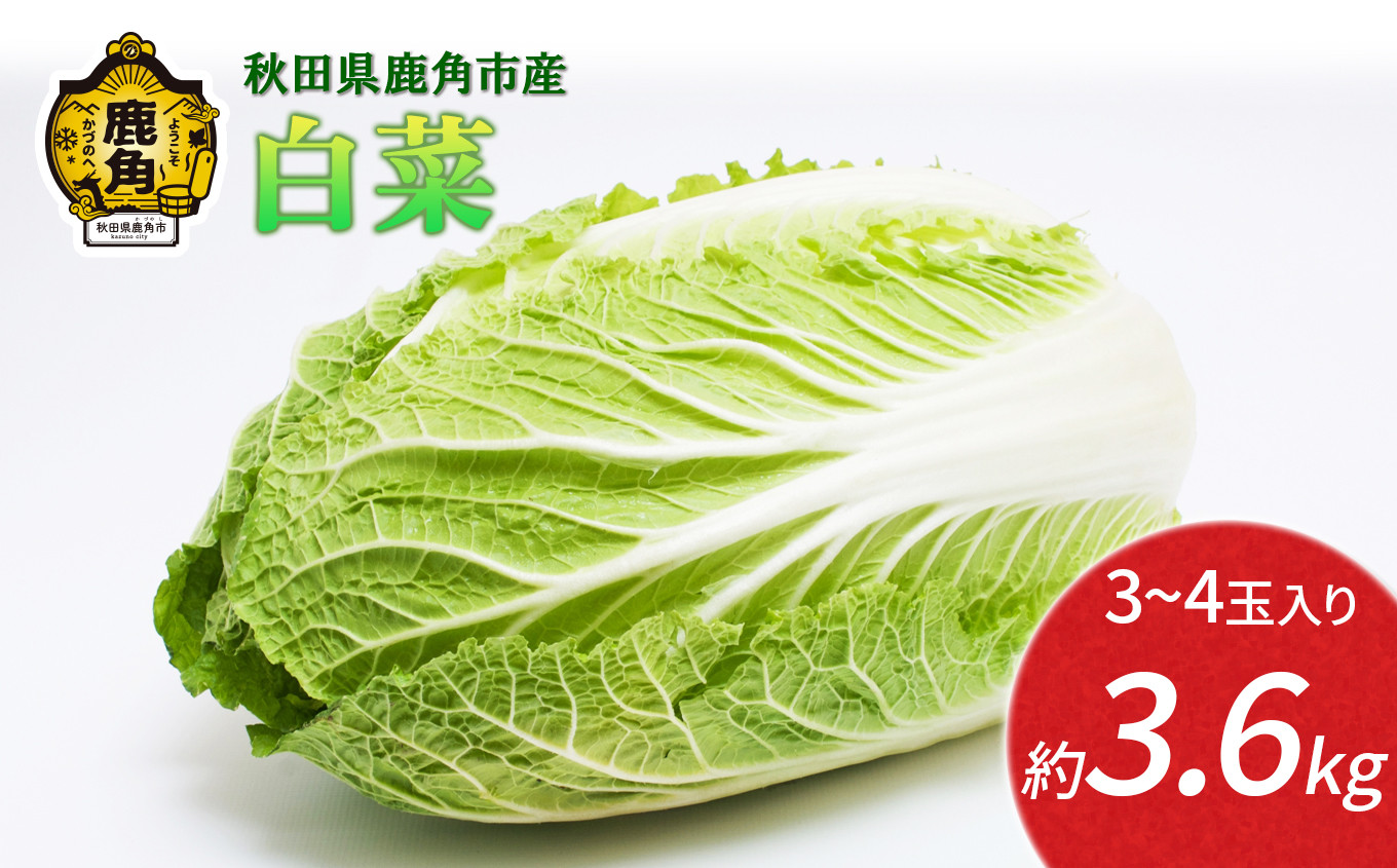 
                  《 先行予約 》 秋田県 鹿角産 白菜 約3.6kg（3～4玉入）【恋する鹿角カンパニー】●2026年12月上旬発送開始 新鮮 旬 お鍋 シチュー 安全 甘い 採れたて 国産野菜 お取り寄せ グルメ ギフト お中元 お歳暮 秋田 あきた 鹿角市 鹿角 秋田県 鹿角産 送料無料
                