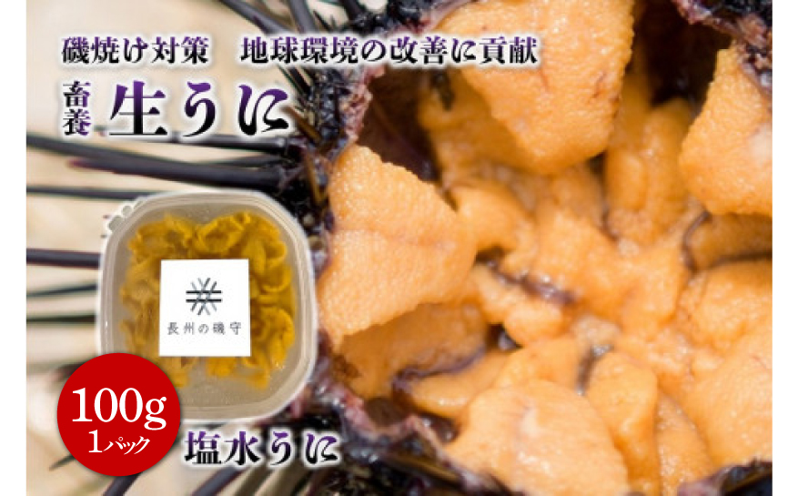 塩水ウニ 100g 【生うに 雲丹 冷蔵 長門市 ムラサキウニ 山口県】(12020)