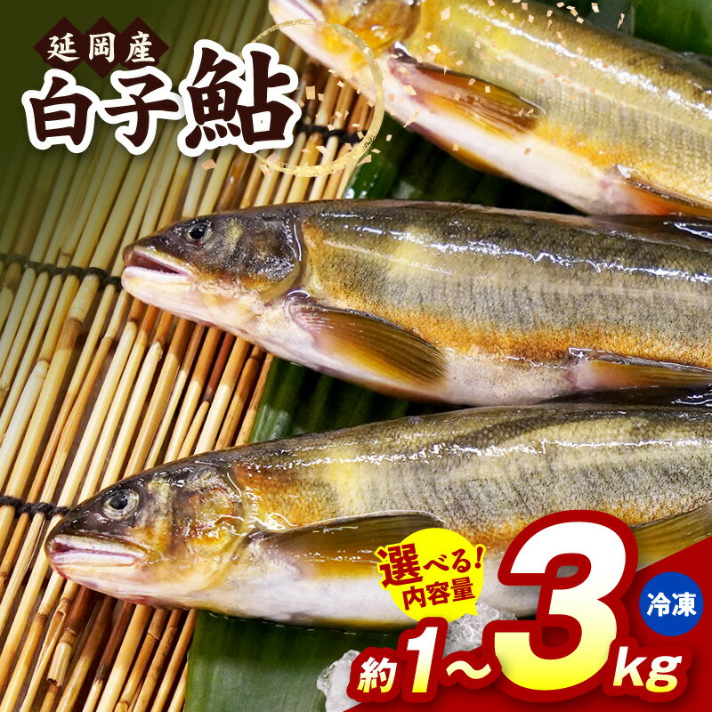 【ふるさと納税】延岡産 白子鮎 選べる 内容量 約 1 ～ 3kg 冷凍 黄金色 鮎 白子 とろける 魚 川魚 魚介類 養殖 塩焼き 鮎めし おかず おつまみ 宮崎県産 お取り寄せ お取り寄せグルメ 宮崎県 延岡市 送料無料