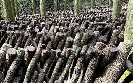 原木乾燥しいたけ 小袋セット 210g（70g×3袋） 乾燥椎茸 椎茸 しいたけ きのこ 野菜 セット 熊本県 常温