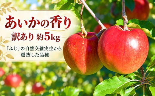 訳あり りんご 令和8年11月中旬発送 傷等訳あり・ご家庭用 甘い! 希少! 幻のりんご あいかの香り 約5キロ（りんご・リンゴ・林檎）伊那市 長野県 信州【016-33】