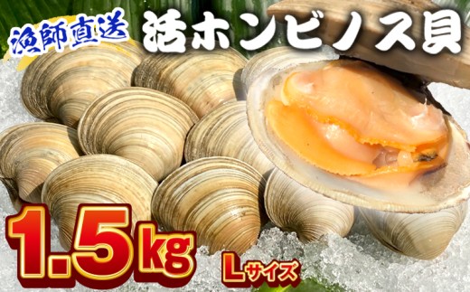 漁師直送！活ホンビノス貝1.5kg（Lサイズ）　ホンビノス 貝 白はまぐり 大あさり 浜焼き BBQ バーベキュー アウトドア キャンプ 漁師直送 産地直送 魚介類 海鮮 貝 シーフード クラムチャウダー スープ パスタ 天ぷら 酒蒸し 千葉県