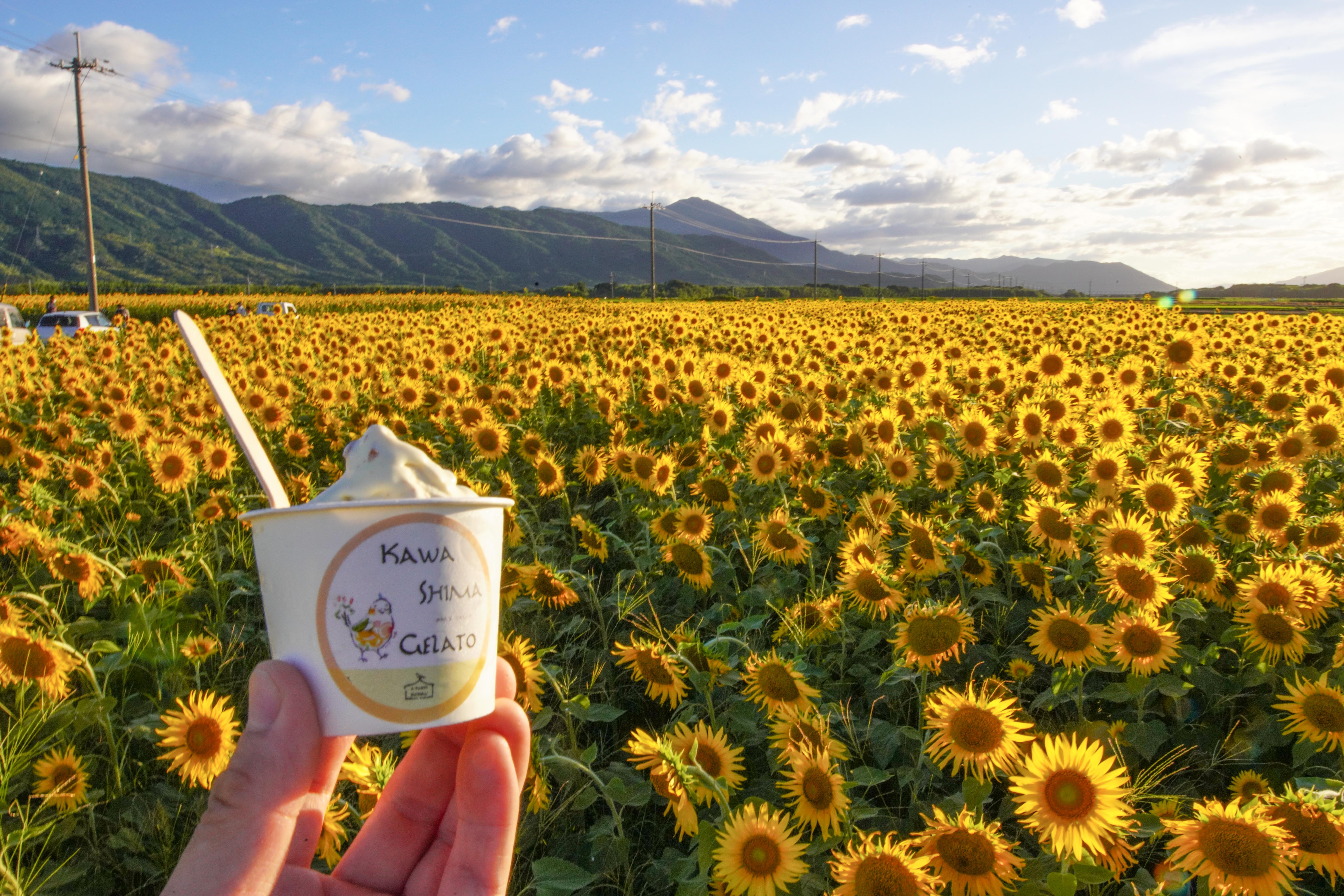 
            ひまわり アイス ジェラート 吉野葛 12個 120ml 善入寺島 川島町 ご当地アイス デザート 冷凍 お取り寄せ スイーツ 徳島県 吉野川市



川島ジェラート　善入寺島　ひまわりアイス（１２個１箱セット）
          