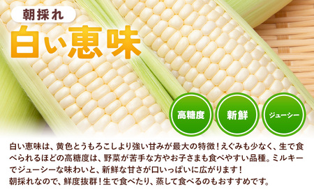 とうもろこし白い恵味約8kg朝採れ《6月下旬-7月下旬頃出荷》トウモロコシ野菜