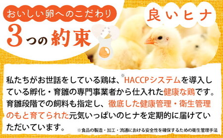 【TVで紹介】【6回定期便】卵 霧の卵 120個 定期便【北海道・沖縄・離島配送不可】