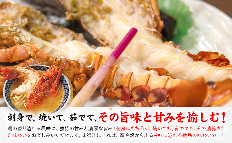 天草産 天然伊勢海老 一尾（半身カット×２個） 海鮮 海産物 海の幸 シーフード 海老 エビ えび 伊勢海老 《30日以内に出荷予定(土日祝除く)》 熊本県 苓北町 天草 天草漁業協同組合苓北支所 -