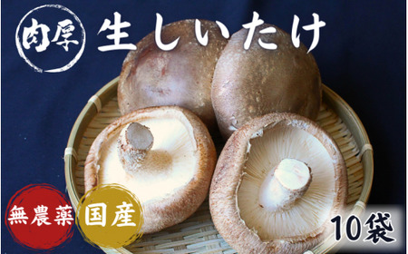 龍神マッシュの生しいたけ１０袋セット / 肉厚 無農薬 菌床栽培 きのこ シイタケ 椎茸 和歌山県 田辺市【mas003】