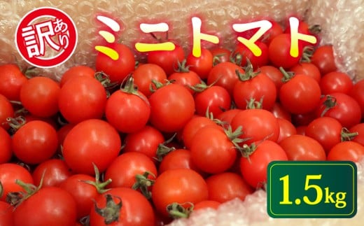 訳あり ミニトマト 1.5kg 常温配送 2025年11月以降順次発送 トマト 旬 新鮮 野菜 やさい 夏野菜 とまと 簡易包装 箱入り ご褒美 サラダ トマトジュース パスタ お弁当 ジューシー 送料無料 産地直送 千葉県 旭市 石井ファーム iif003