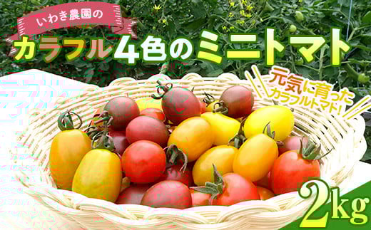 いわき農園のカラフル4色のミニトマト 2kg ≪7月中旬～8月中旬発送≫ 三陸山田 山田町 野菜 夏野菜 プレミアムルビー トスカーナバイオレット イエローアイコ オレンジなつめっ娘 【配送日指定不可】 YD-664