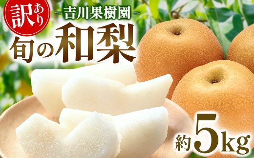 
                  梨 訳あり 約 5kg 5キロ 和梨 なし ナシ 幸水 豊水 新高 フルーツ 果物 旬の果物 お取り寄せ グルメ 美味しい 甘い 人気 おすすめ 吉川果樹園 宮城県 角田市 【先行予約（2026年発送分）】
                